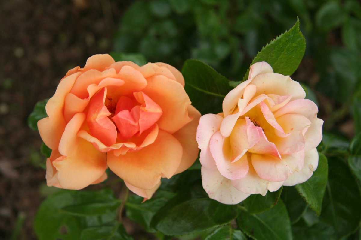 Роза флорибунда Анастасия
