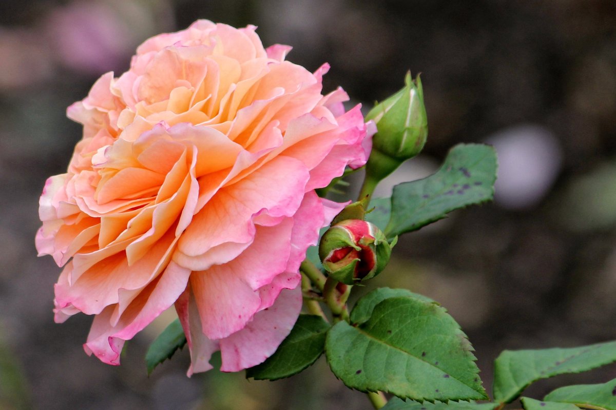 Роза Салмон шраб