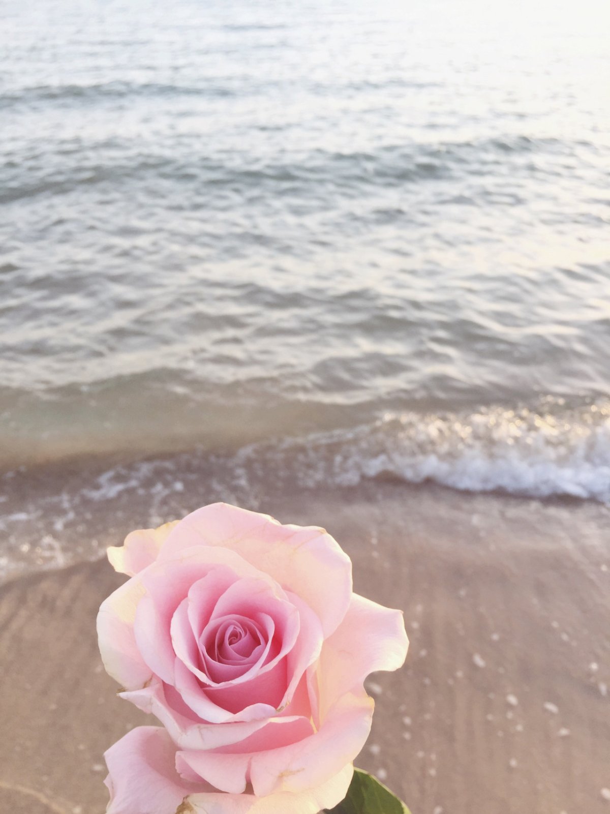 Морская роза