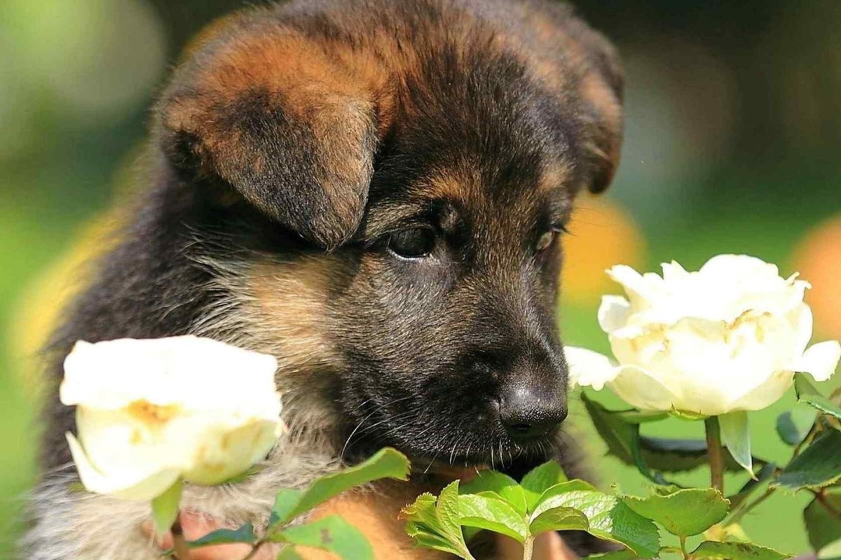 Открытки собаки с цветами