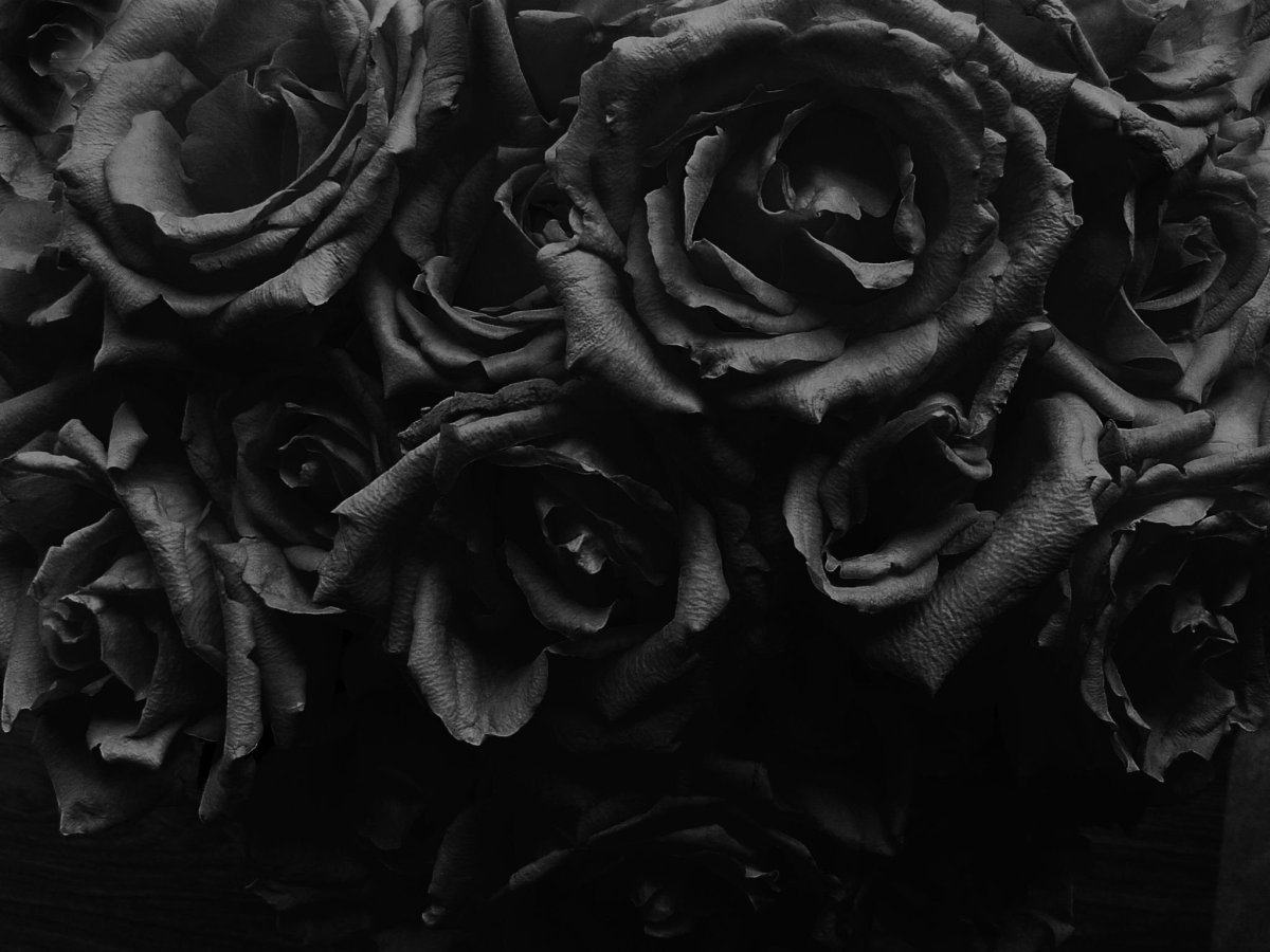 Роза черная баккара
