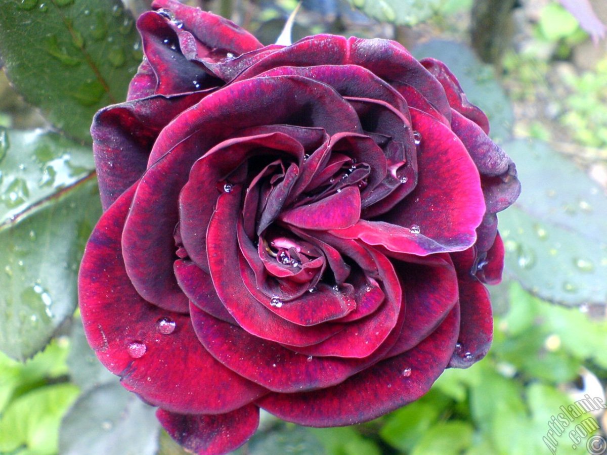 Роза флорибунда бордовая