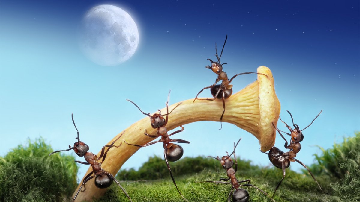 Открытка с муравьями