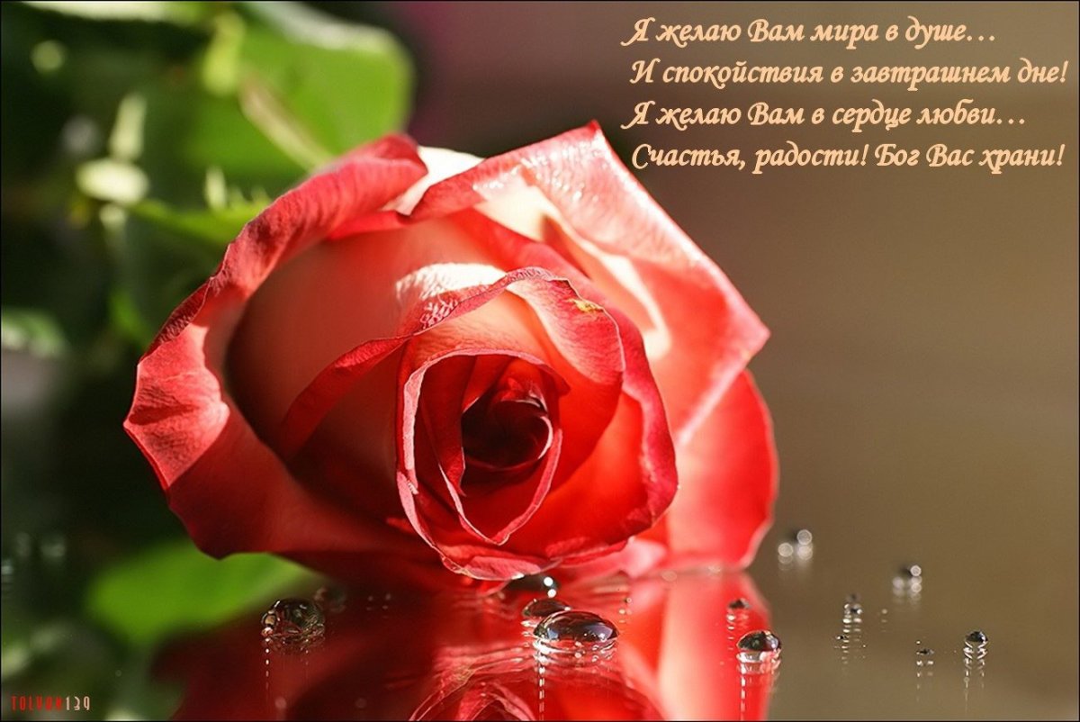 Желаю иметь в душе. Открытки с пожеланием счастья. Розы с пожеланиями счастья. Красивые цветы с пожеланиями. Красивой женщине красивые цветы стихи.