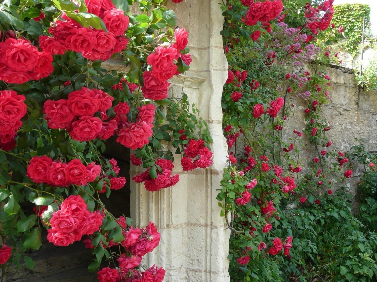 Плетистые розы рамблеры