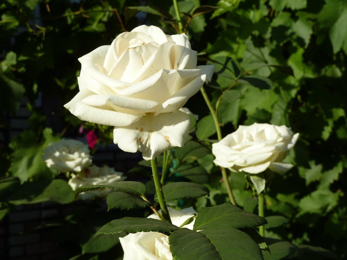 Роза Анастасия белая