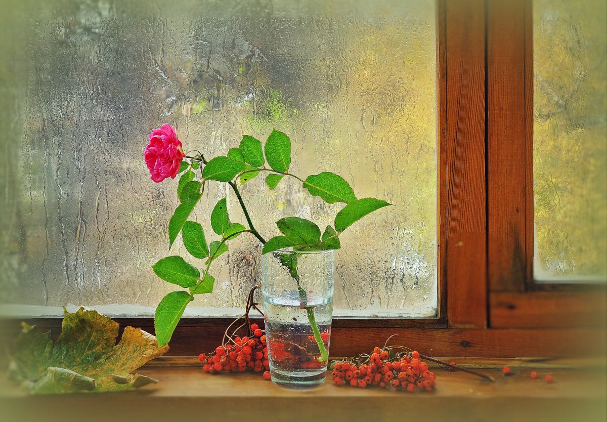 Розы на окне зимой