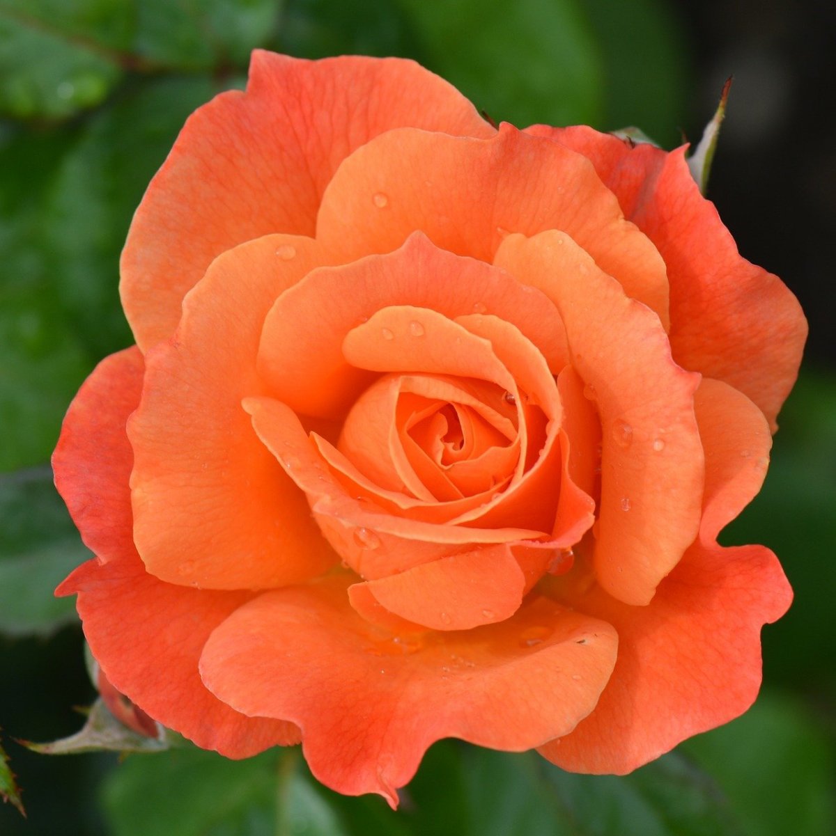 Роза плетистая оранж Мейландина