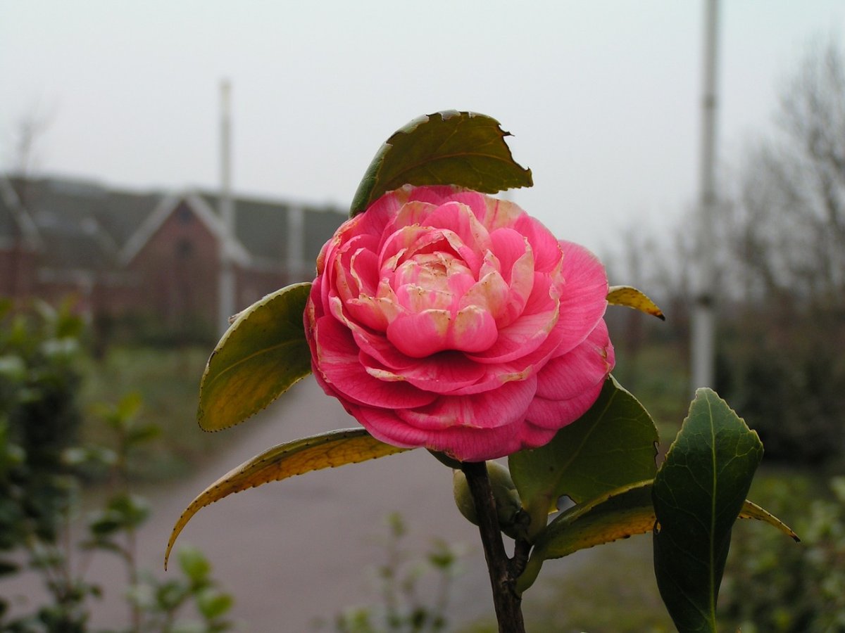 роза флорибунда амстердам