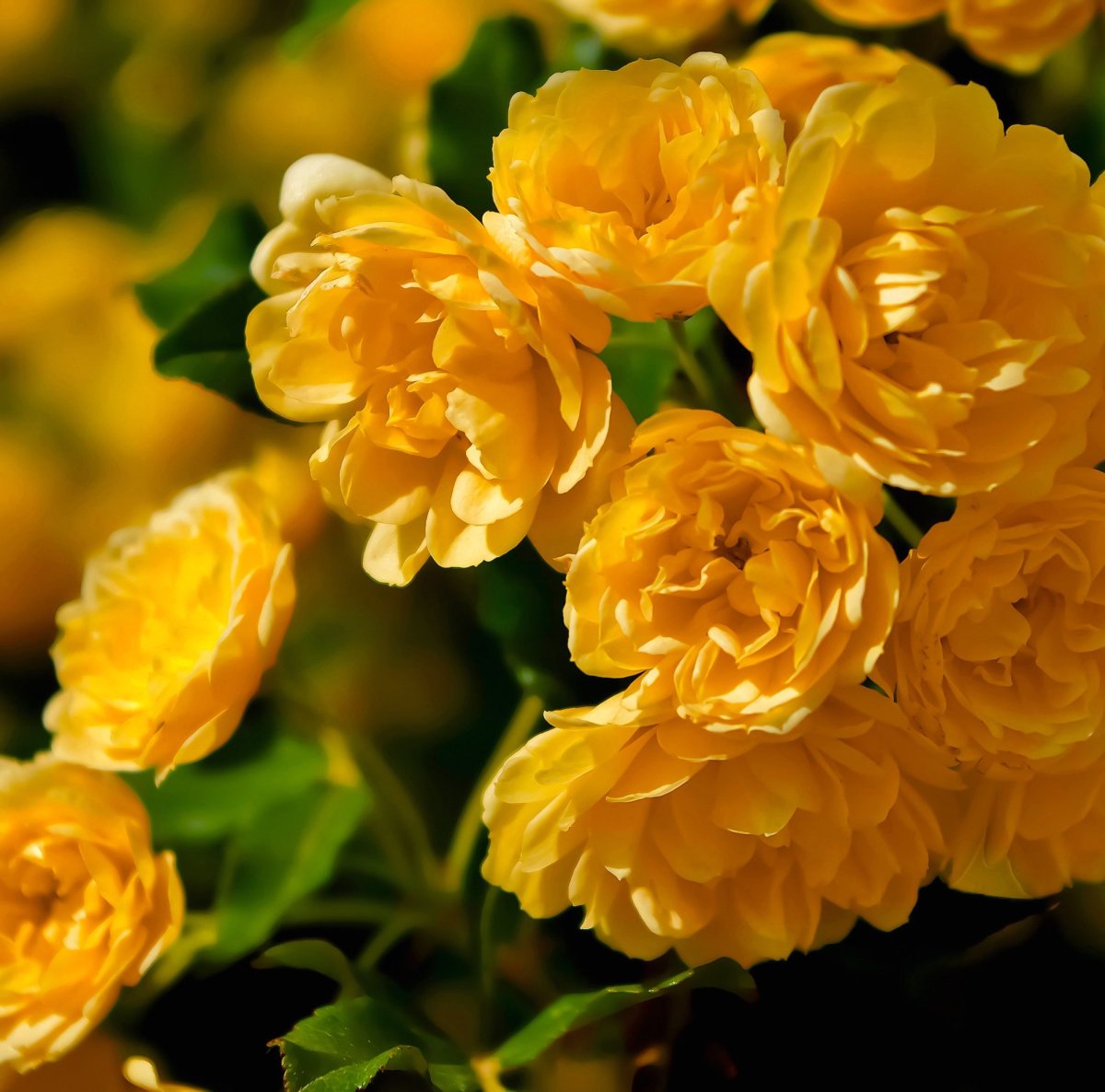 Желтая роза шиповник