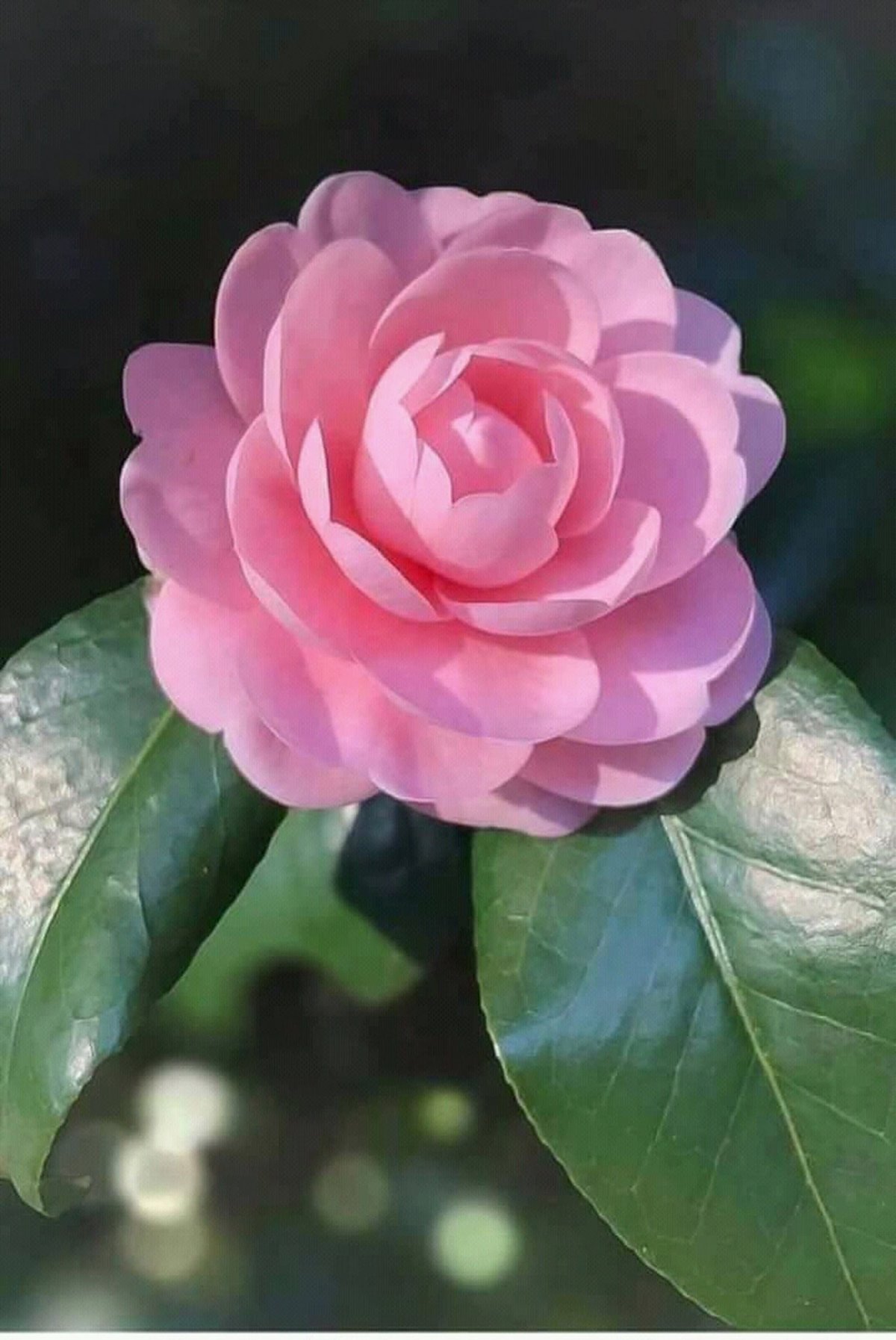 Роза Камелия