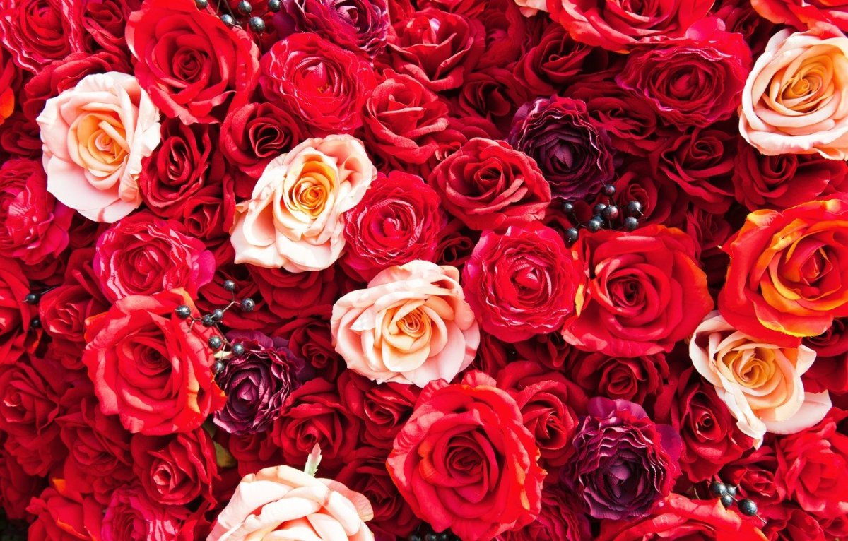 Красивые розы на заставку