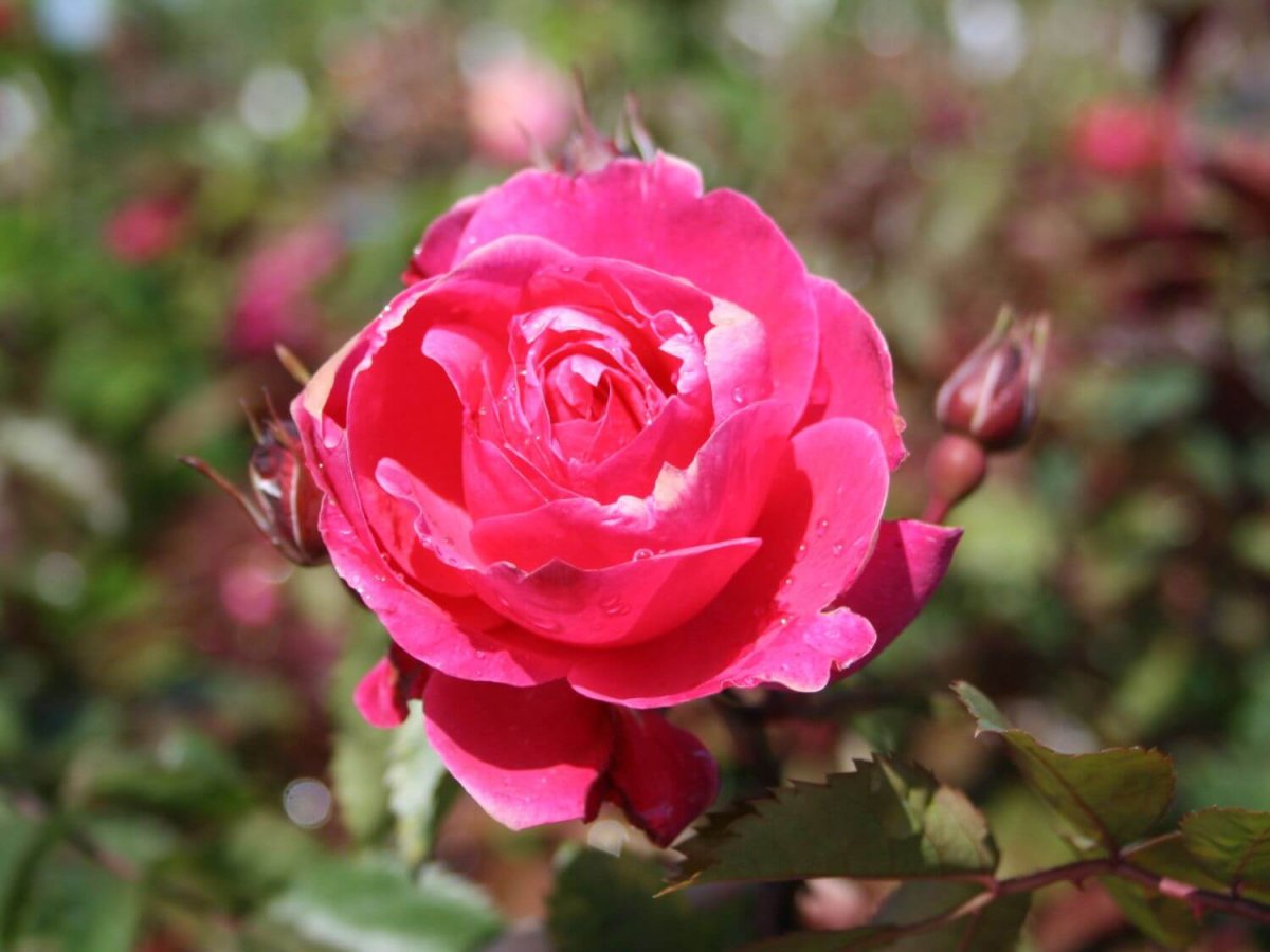 Роза сапфир шраб