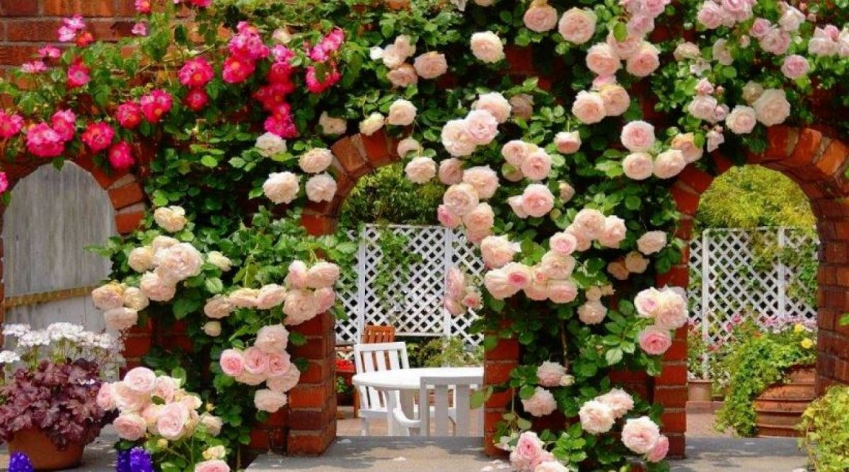 Плетистая роза на заборе