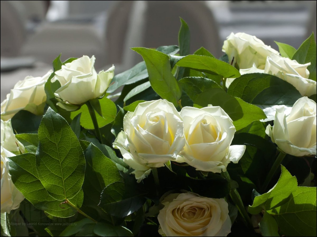 Красивые живые белые розы
