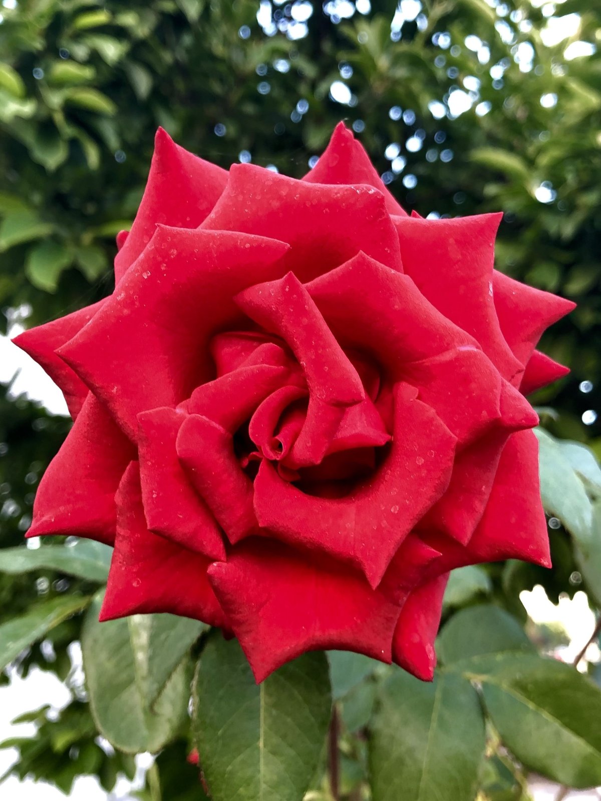 Роза Королевский бархат
