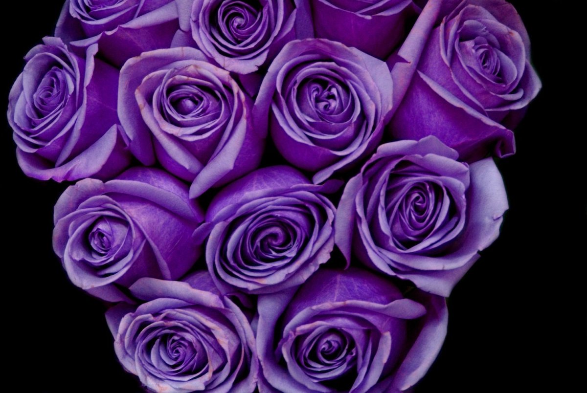 Роза фиолетовая мечта