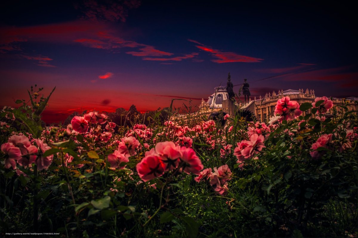 Поля роз в Крыму