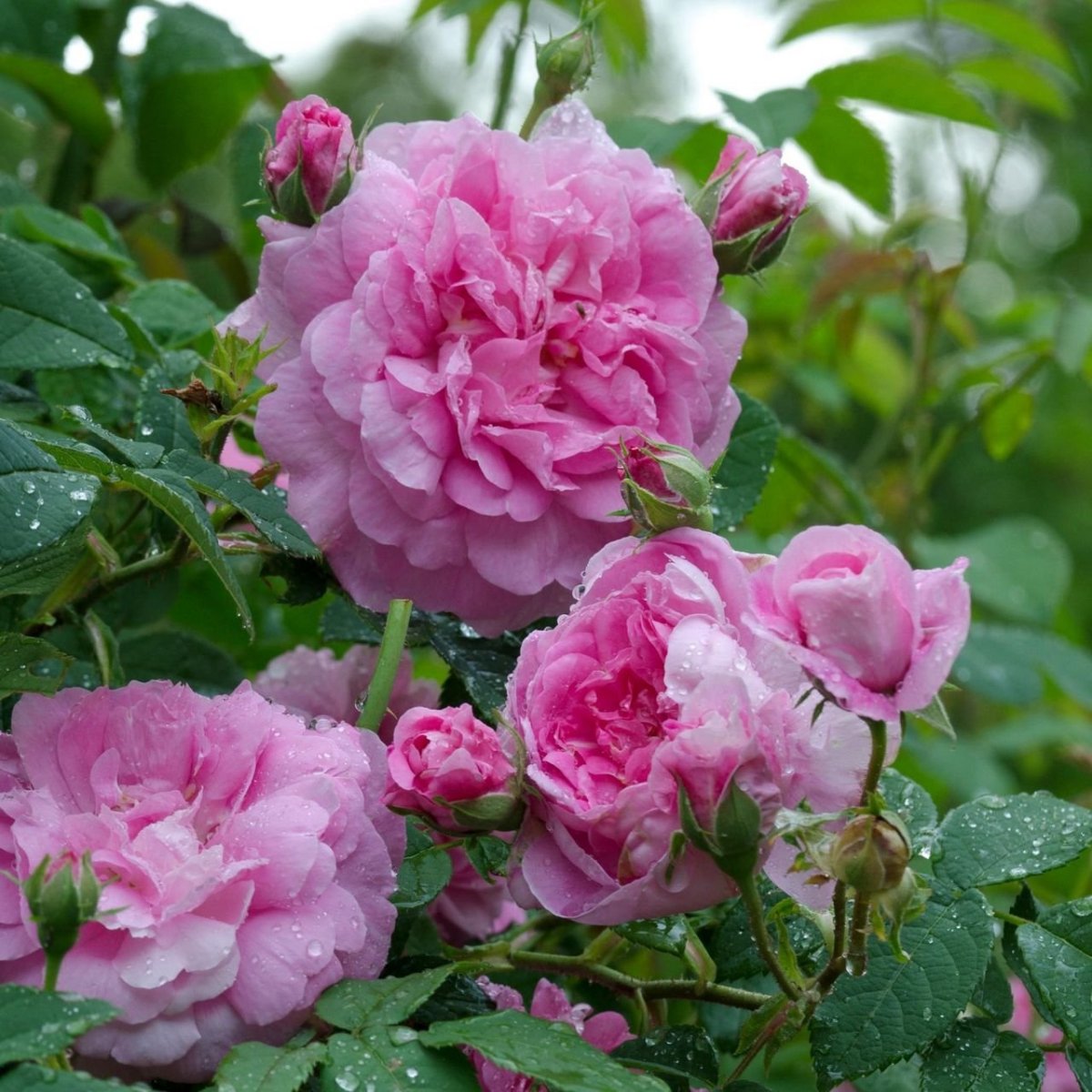 Таифская роза - 75 фото