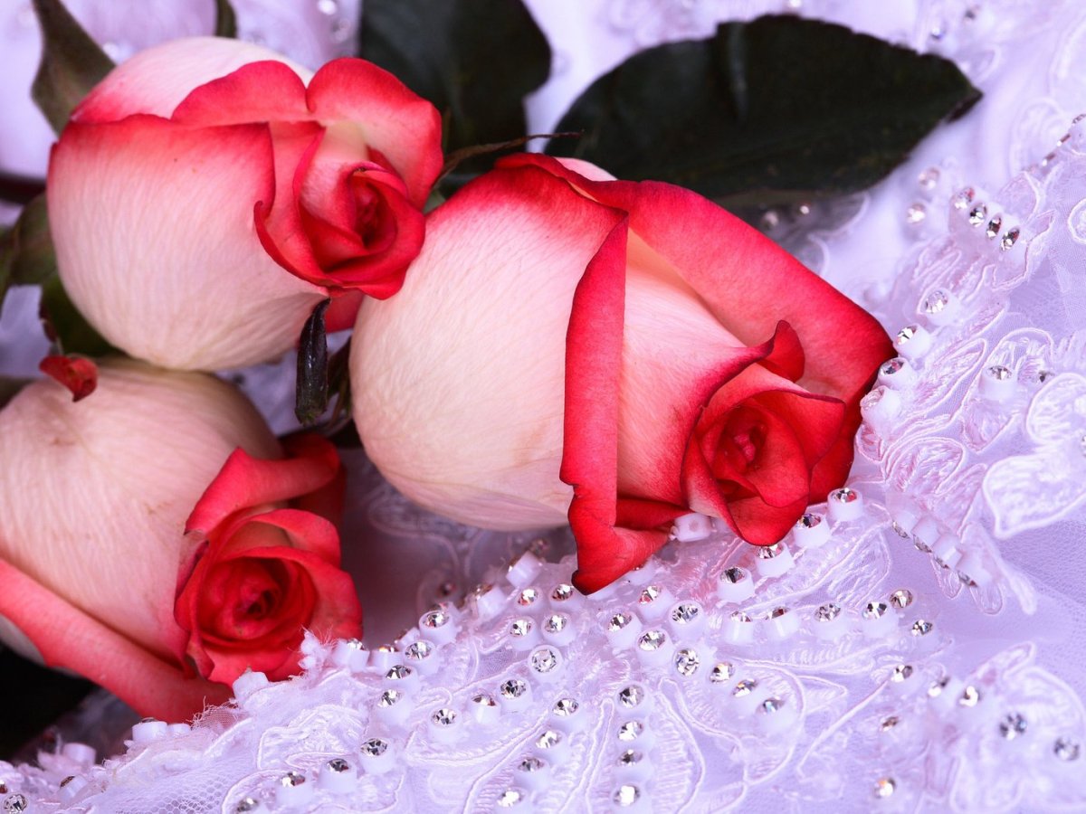 Розы с пожеланиями
