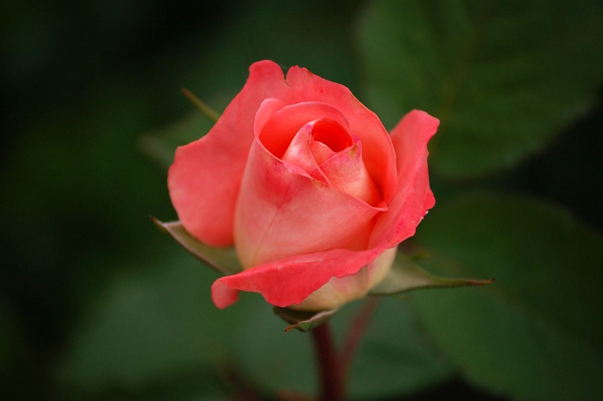 Роза калиоказали