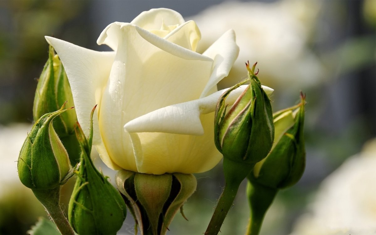 Бутон белой розы - 71 фото
