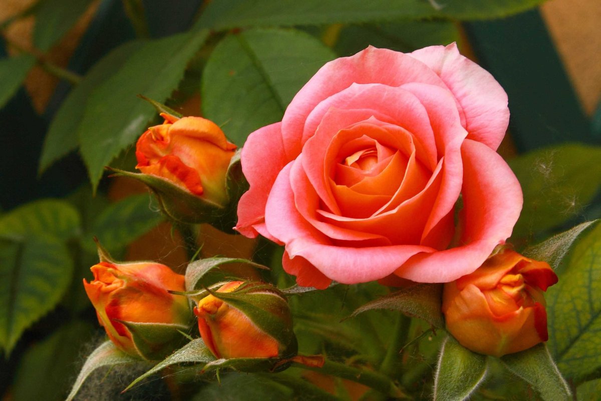 Самые красивые цветы розы