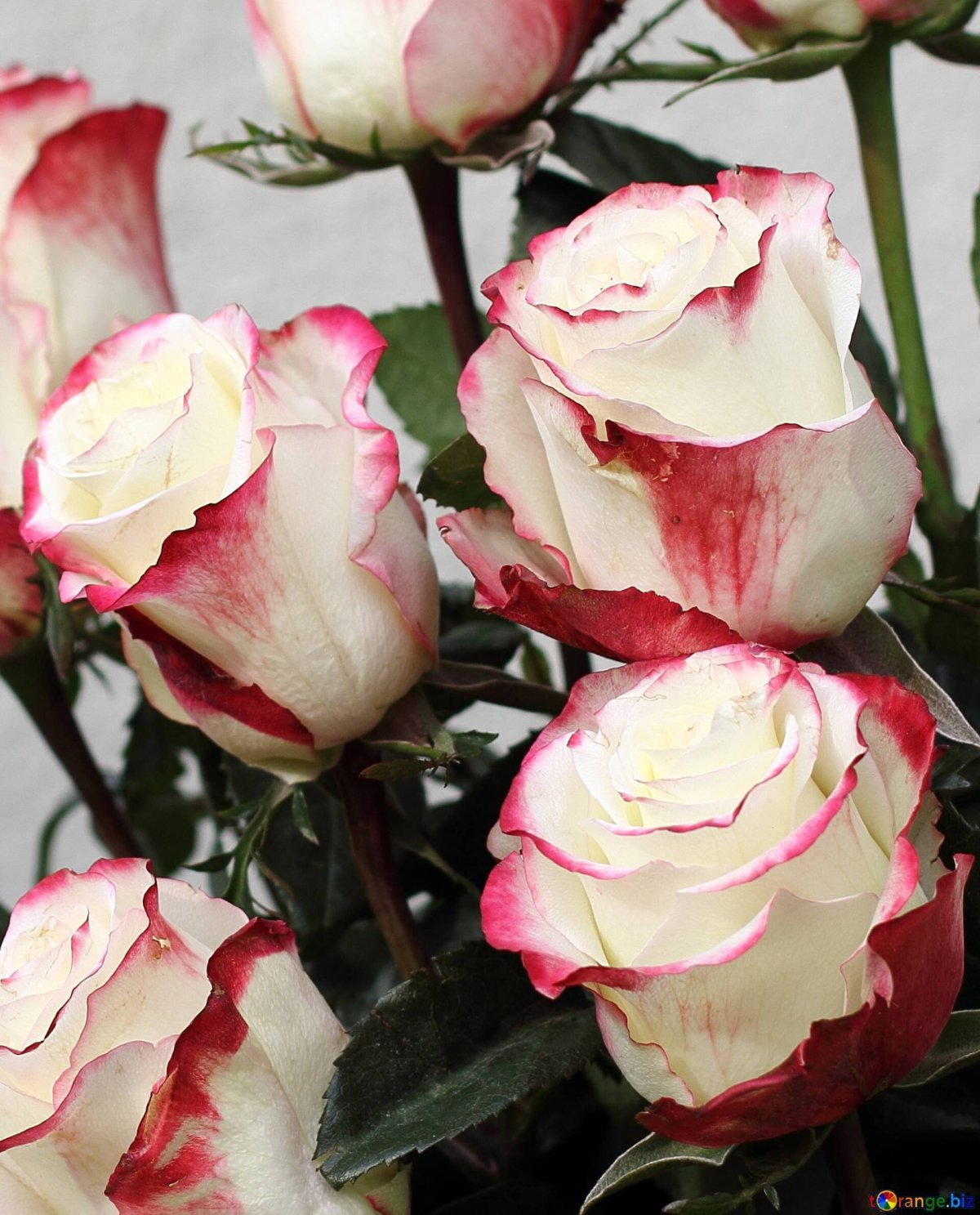 Белые розы с розовой окантовкой