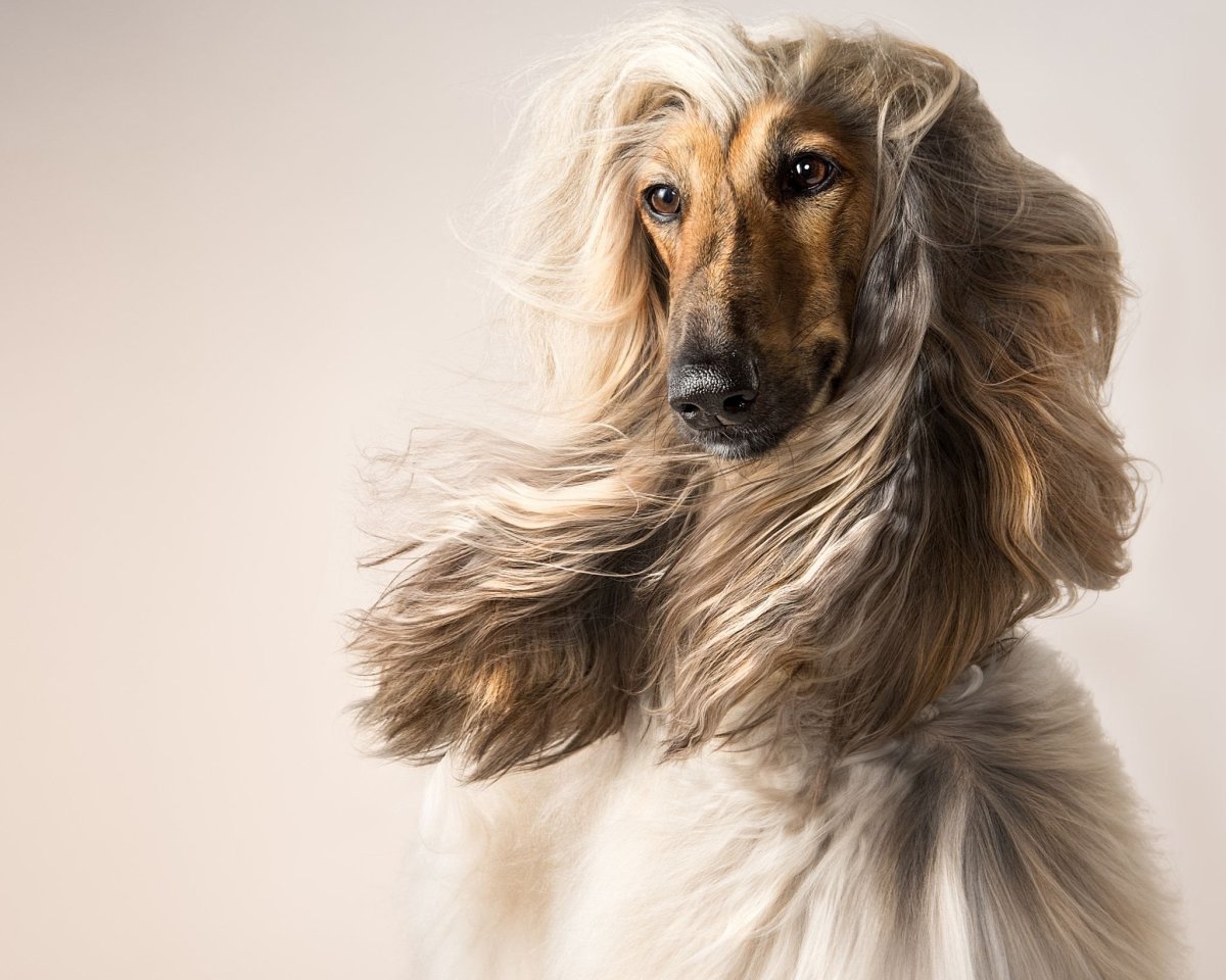 Собаки с длинными волосами - 73 фото