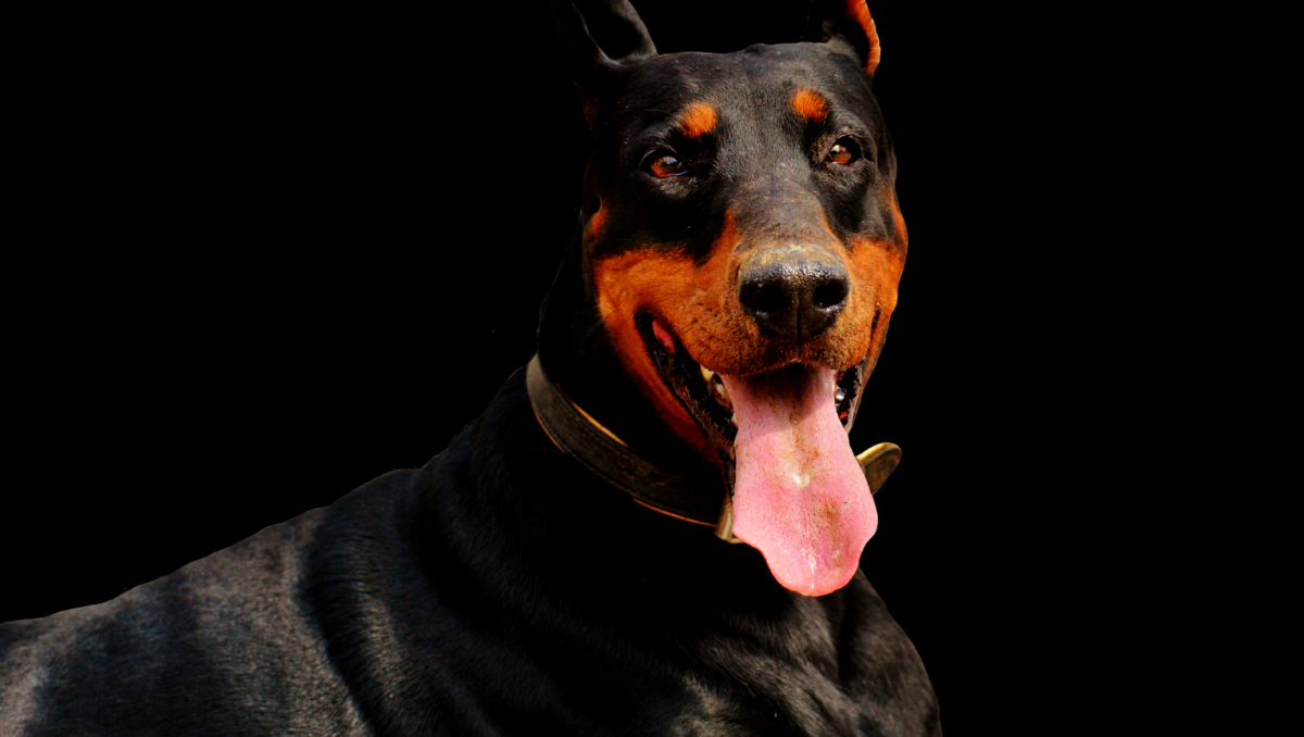 Доберман злая собака - 72 фото
