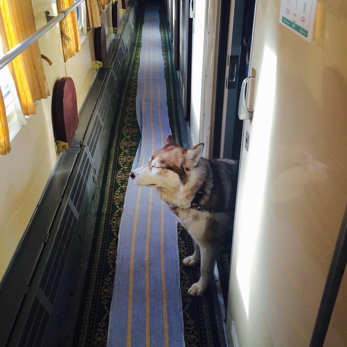 Собака в поезде