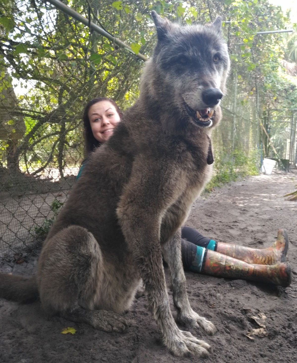 Собака смешанная с волком