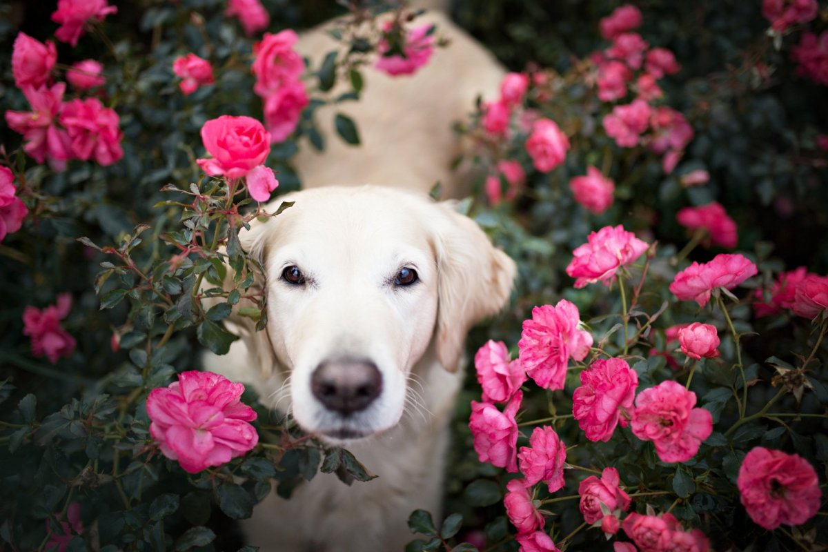 Собака с цветком