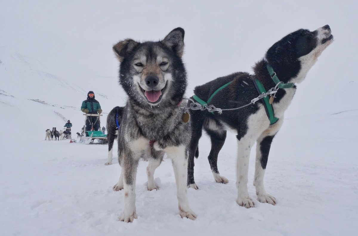 Гренландская ездовая собака