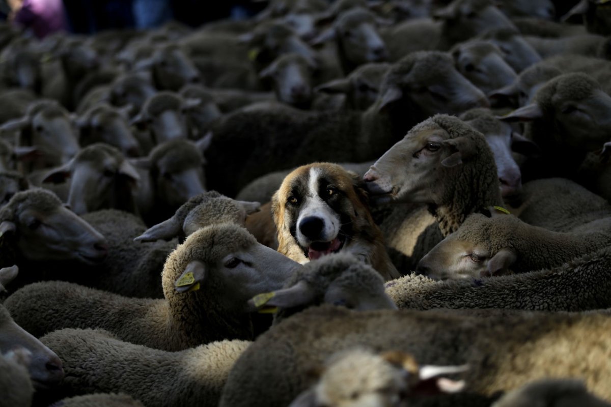 Собака среди овец