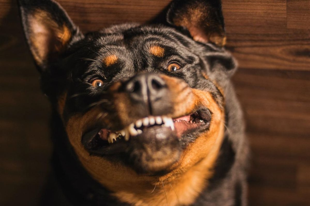Собака с золотыми зубами - 68 фото