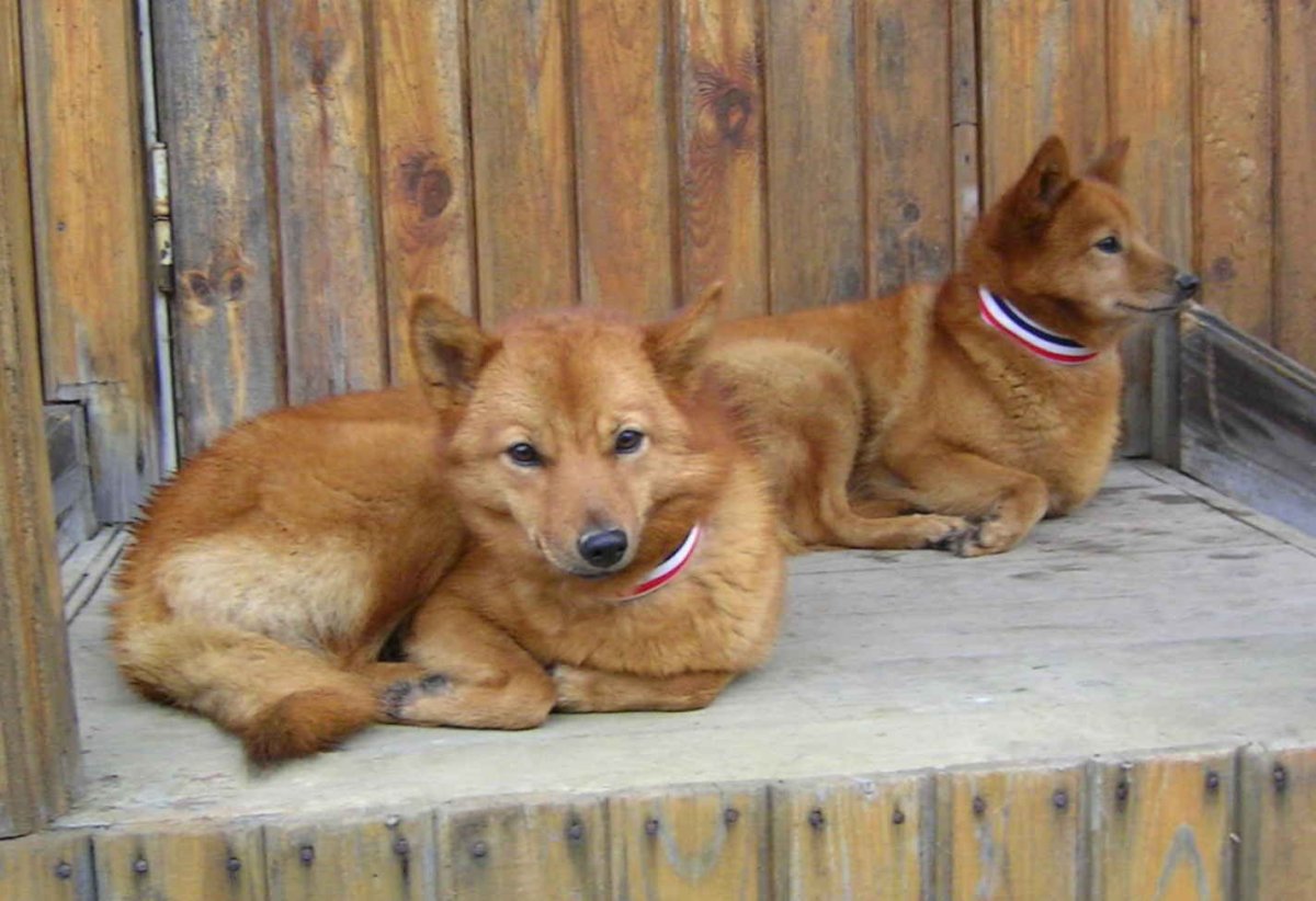 Карельская порода собак