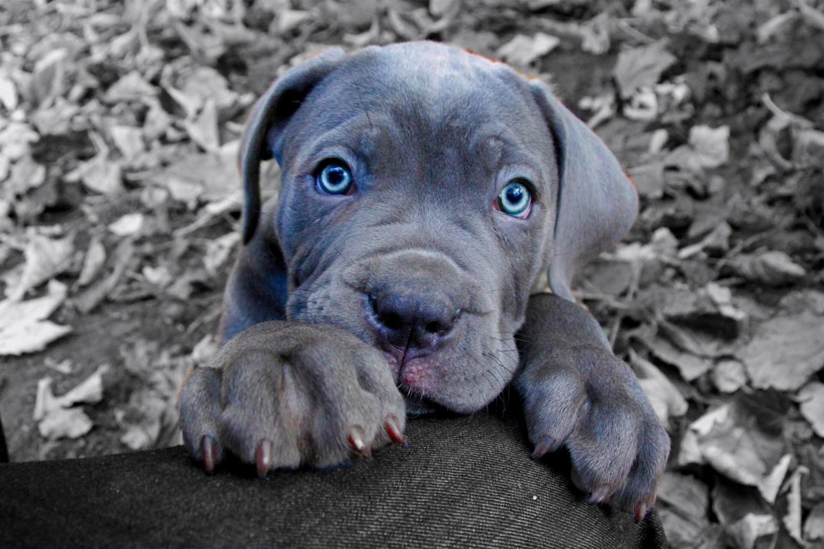 Черная собака с голубыми глазами