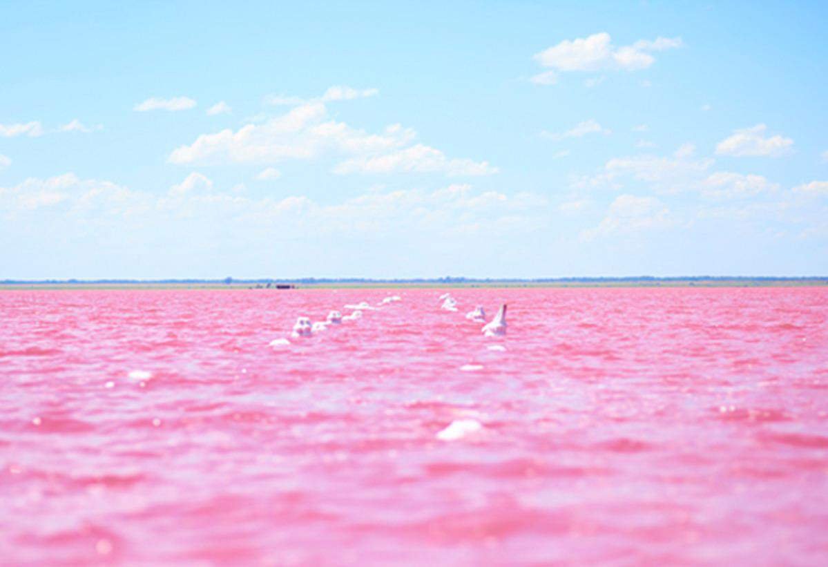 Розовое озеро на алтае. Розовое озеро Алтай Бурсоль. Малиновое озеро Алтайский край. Бурлинское озеро Алтайский край. Алтай Яровое озеро розовое озеро.