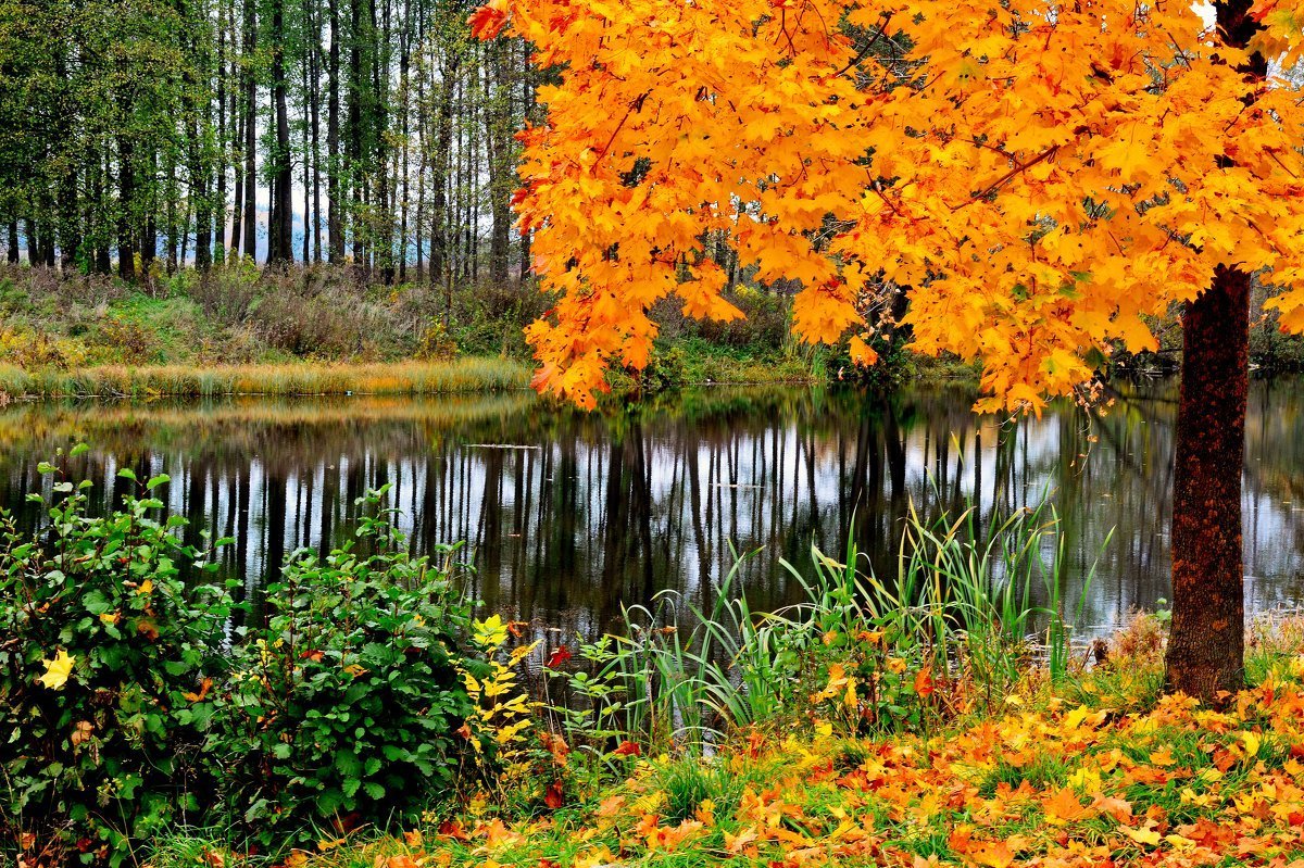 Картинка времена года осень. Красивая осень. Сентябрь природа. Природа осень. Природа осенью.
