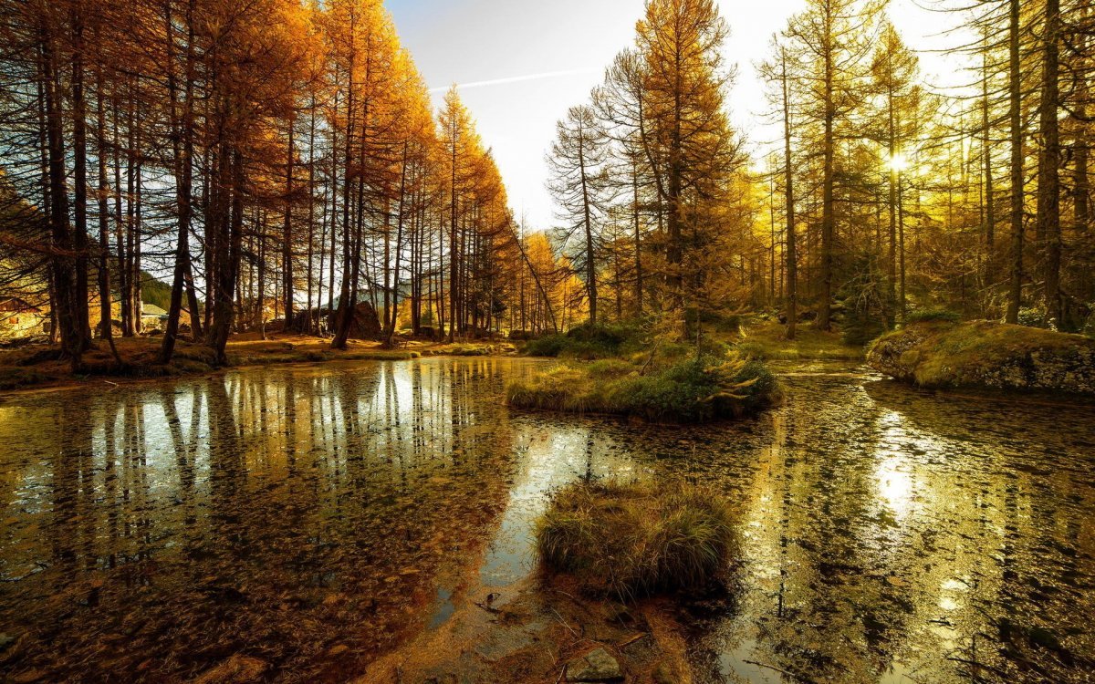 Осень в лесу картинки