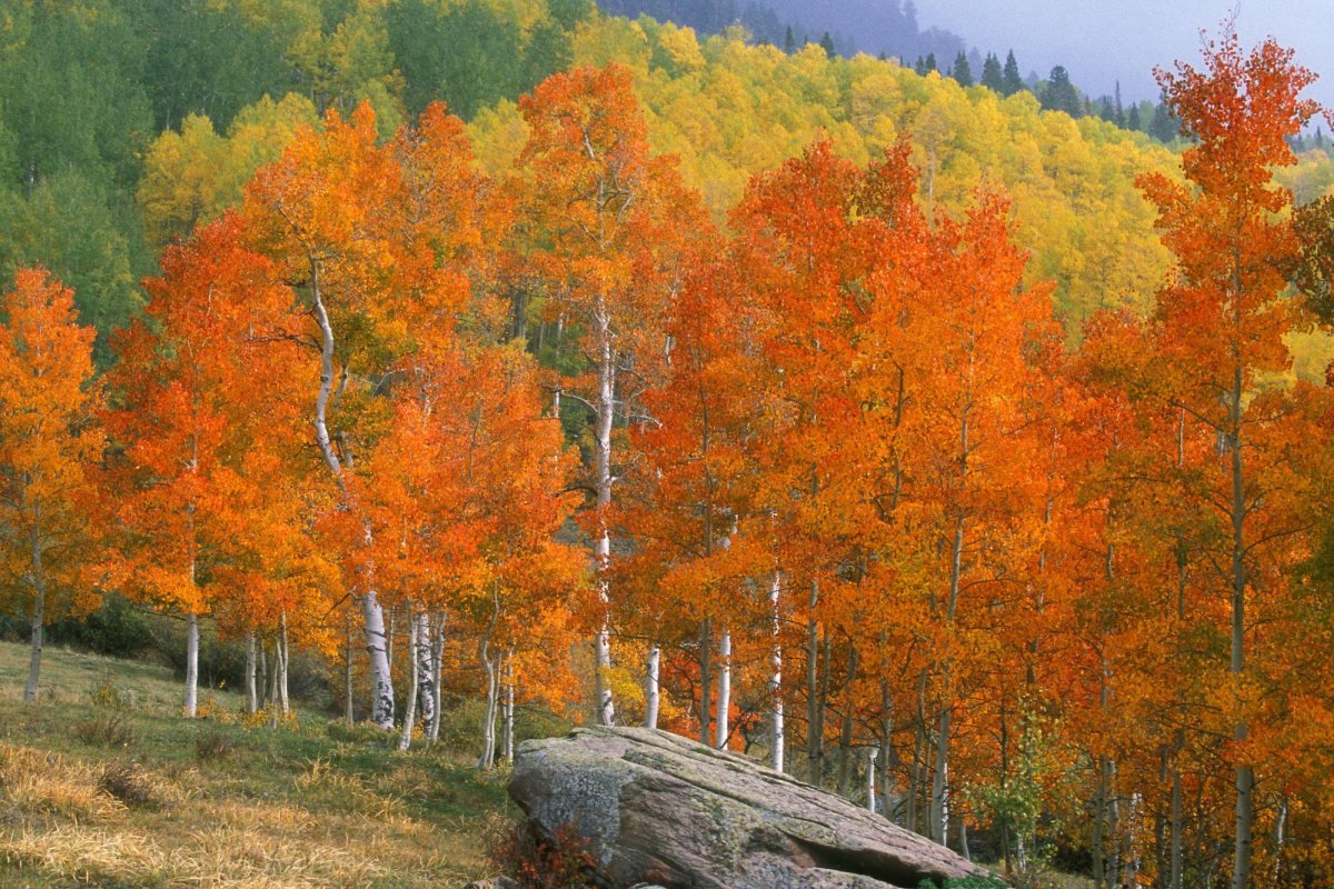 Осенний лес картинки