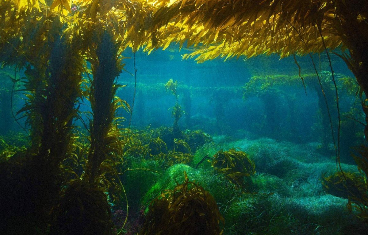 карибское море под водой