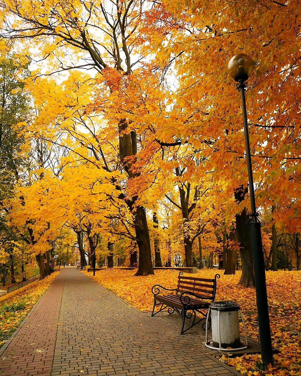 Осень в парке картинки