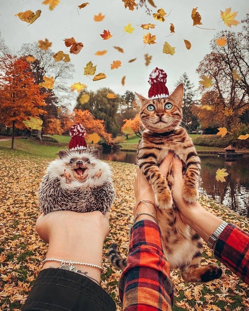 Осенние коты картинки