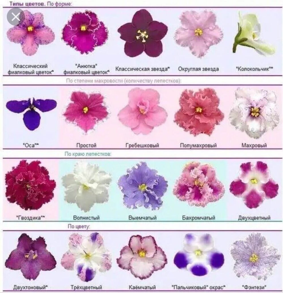 Виды цветов: список и названия