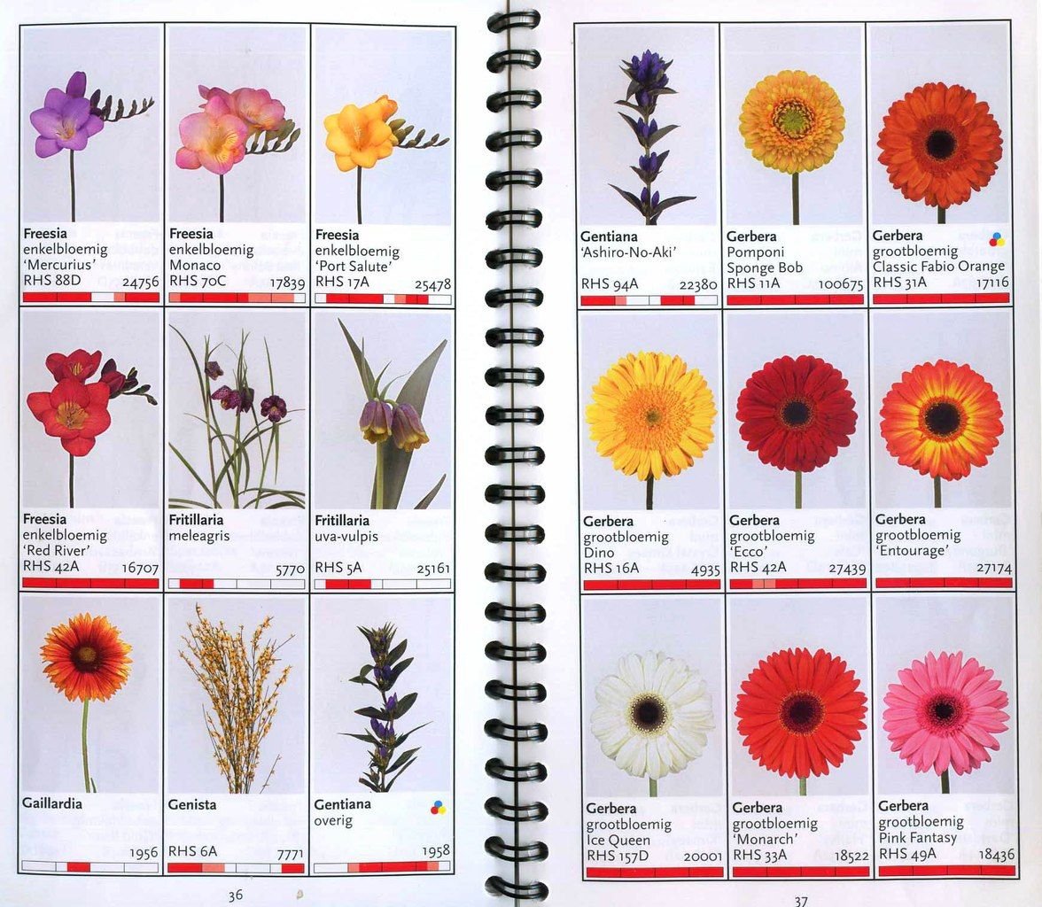 Бесплатный каталог цветов