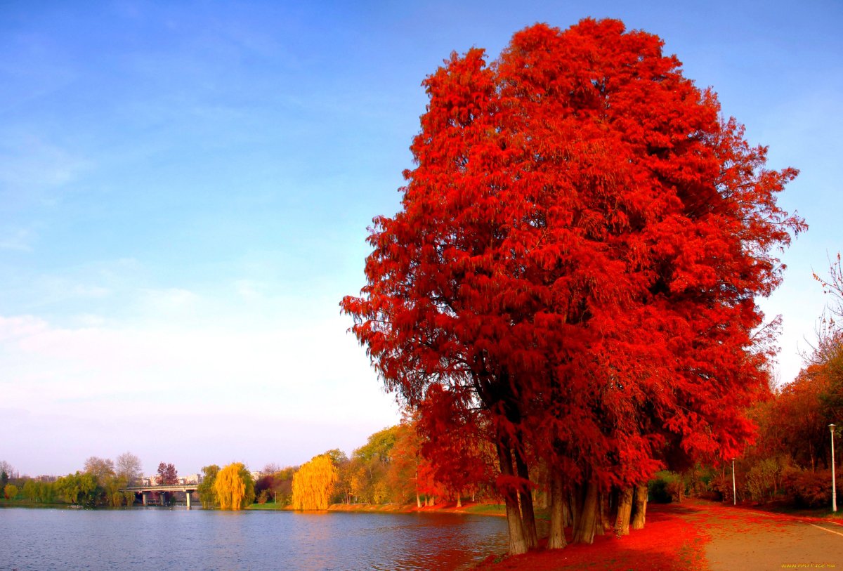 Осенние деревья картинки