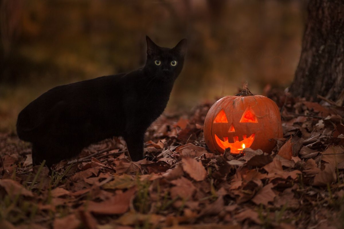 Осень и кошки картинки