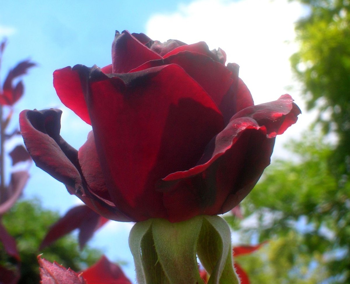 Роза абракадабра